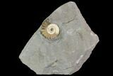 Fossil Ammonite (Promicroceras) - Lyme Regis #110715-1
